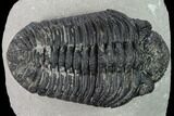 5" Large, Drotops Trilobite With Good Eyes - Mrakib, Morocco - #171548-1